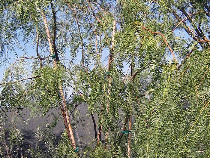 Prosopis glandulosa - multi